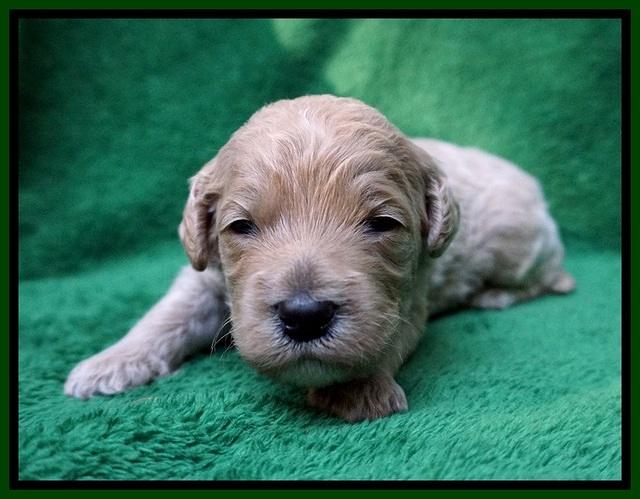 Gem Pitch pups 2 wks old 141