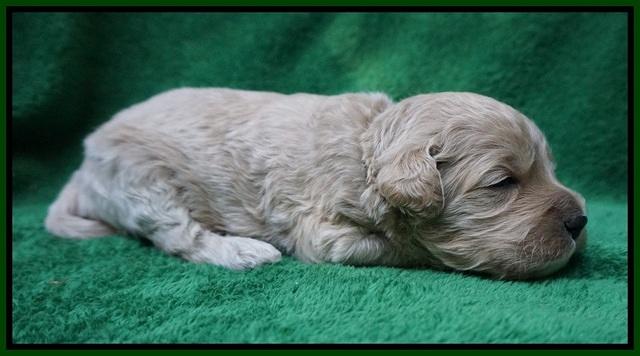 Gem Pitch pups 2 wks old 151