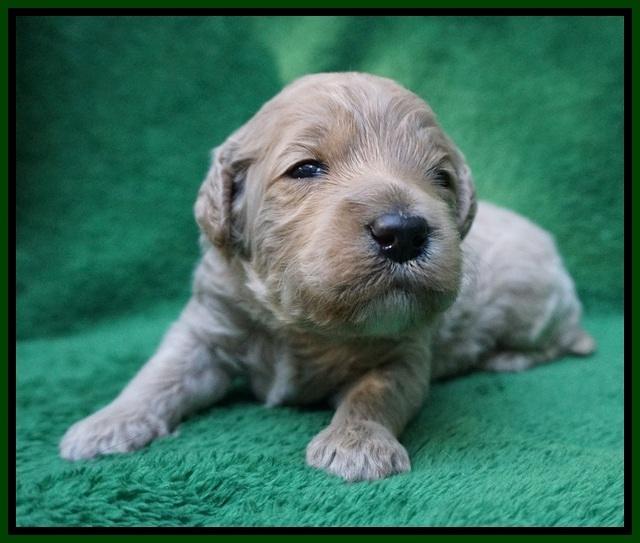 Gem Pitch pups 2 wks old 161
