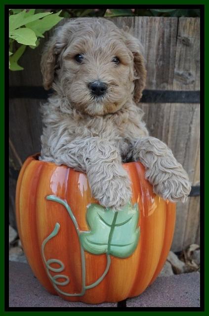 Gem Pitch pups 6 wks old261