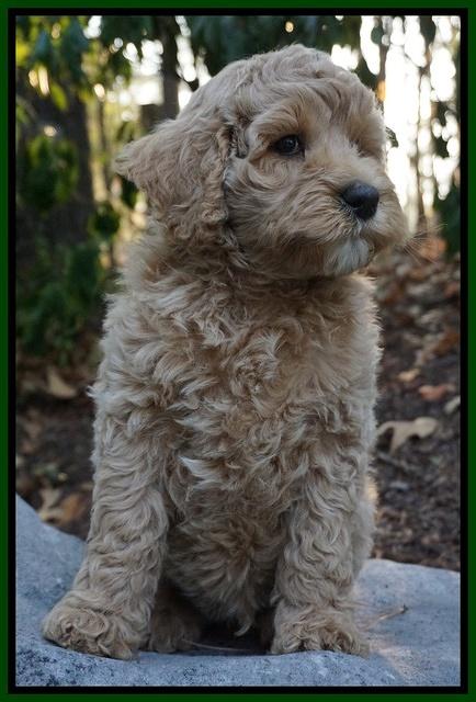 Gem Pitch pups 8 wks old 181