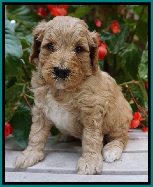 GEm Pitch pups 4 wks old201