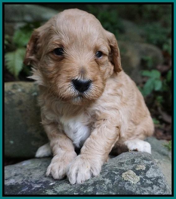 Gem PItch pups 3 wks old221