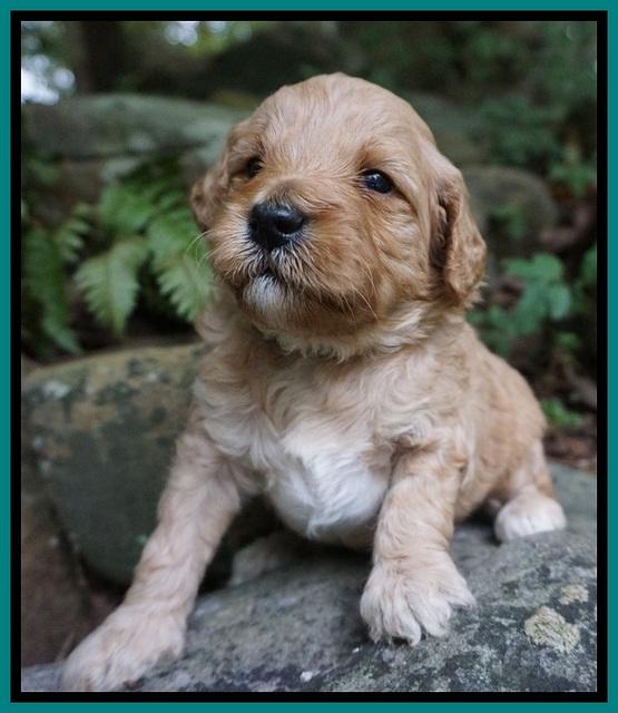 Gem PItch pups 3 wks old231