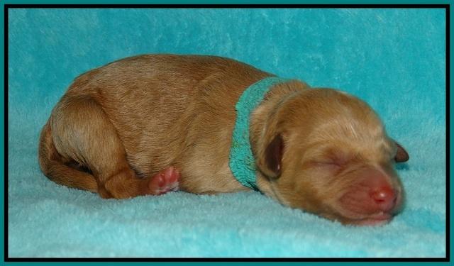 Gem Pitch Newborn pups 131