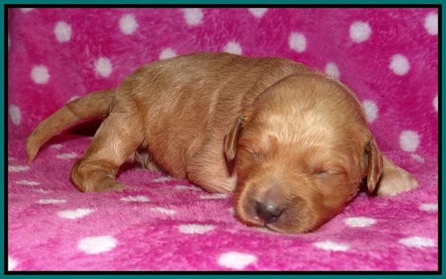 Gem Pitch pups 1 wk old 141