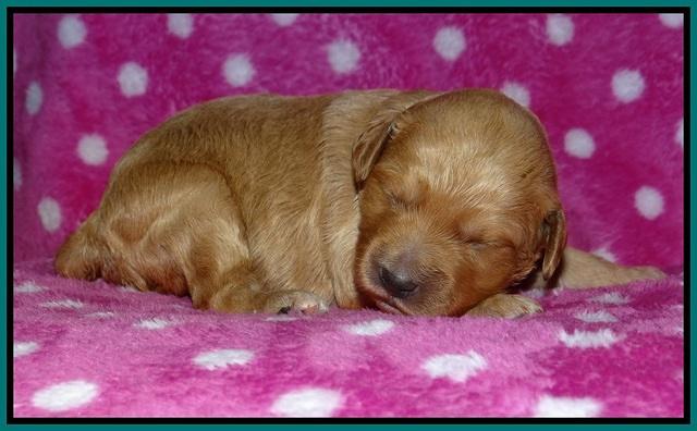 Gem Pitch pups 1 wk old 151