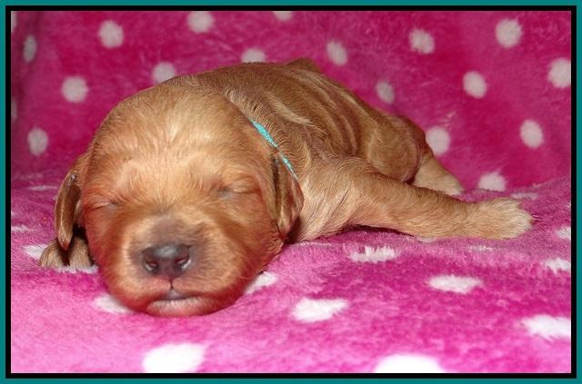 Gem Pitch pups 1 wk old 161