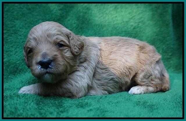 Gem Pitch pups 2 wks old 181