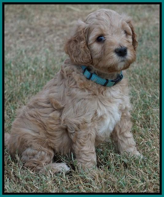 Gem Pitch pups 5 wks old 231