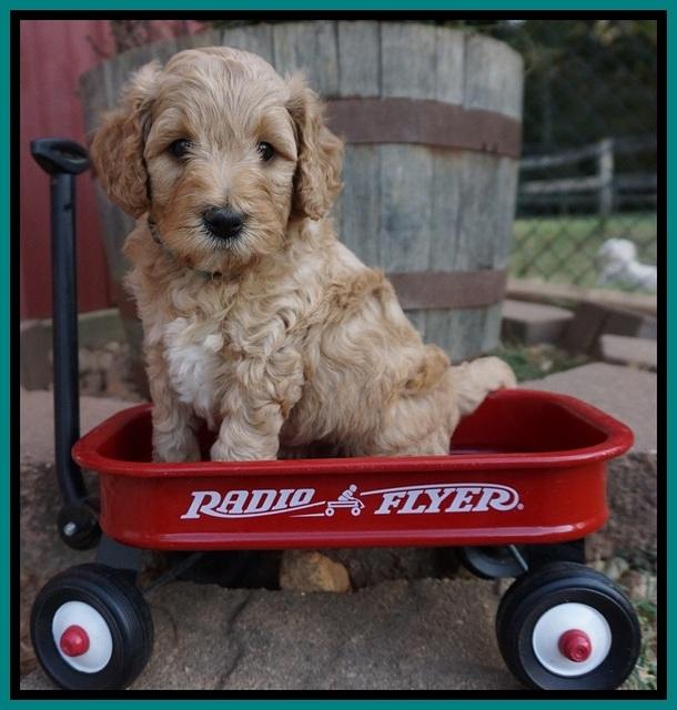 Gem Pitch pups 5 wks old 271