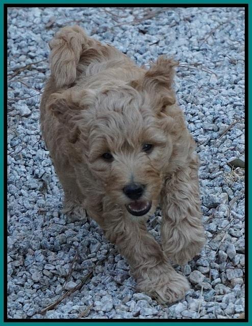 Gem Pitch pups 6 wks old301