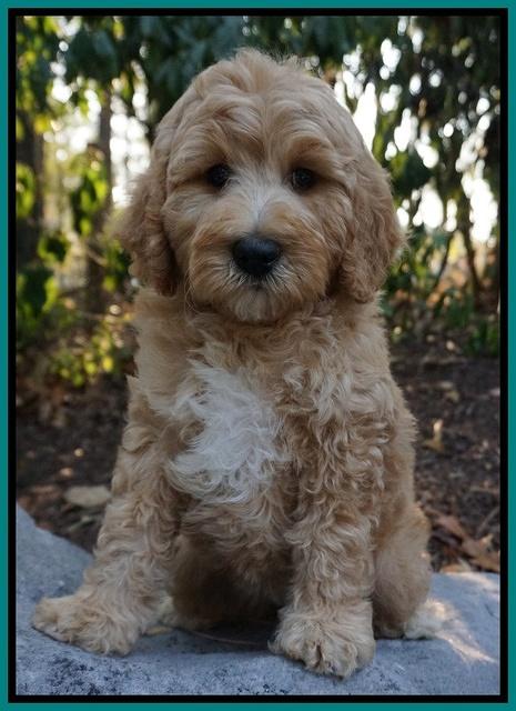 Gem Pitch pups 8 wks old 191