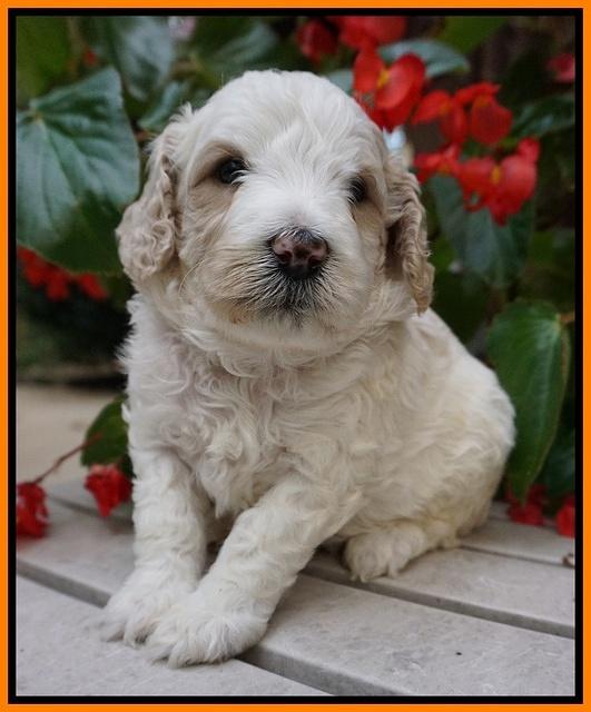 GEm Pitch pups 4 wks old211