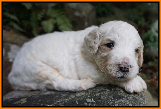 Gem PItch pups 3 wks old181