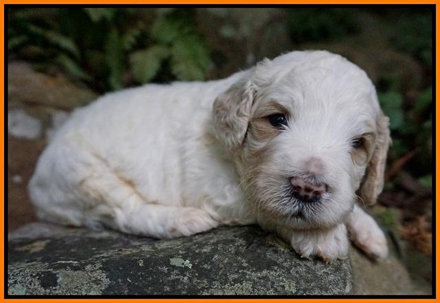 Gem PItch pups 3 wks old191