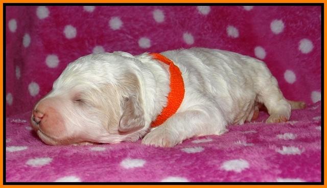 Gem Pitch pups 1 wk old 171