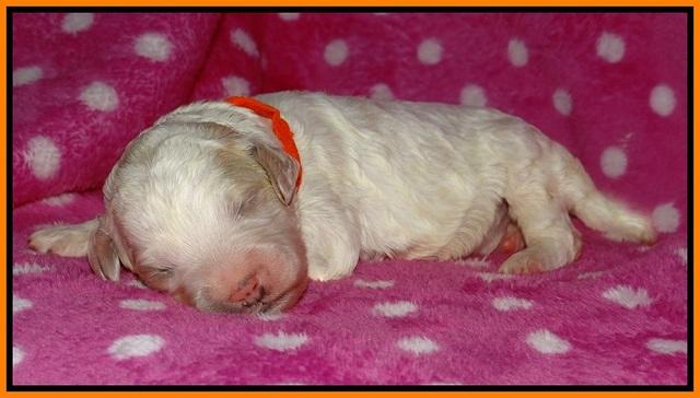 Gem Pitch pups 1 wk old 181