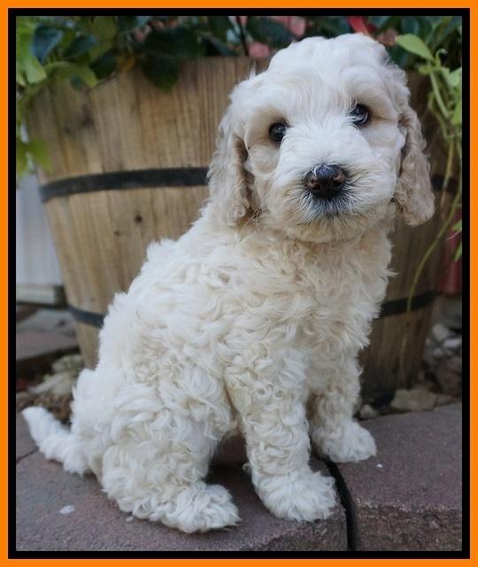 Gem Pitch pups 6 wks old371