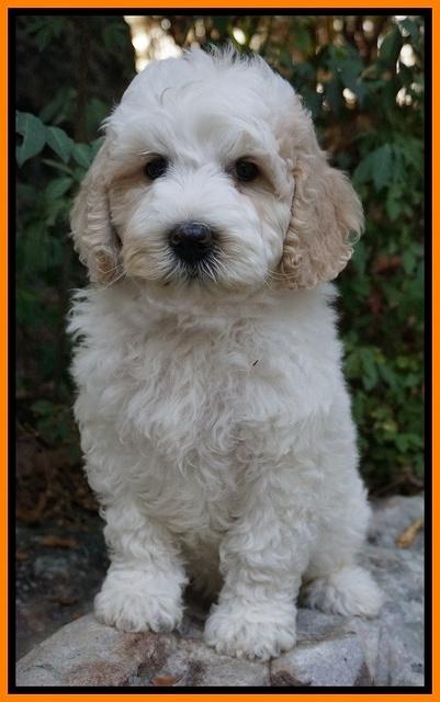 Gem Pitch pups 8 wks old 241