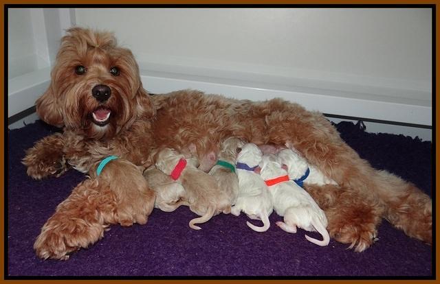 Gem Pitch newborn group 31