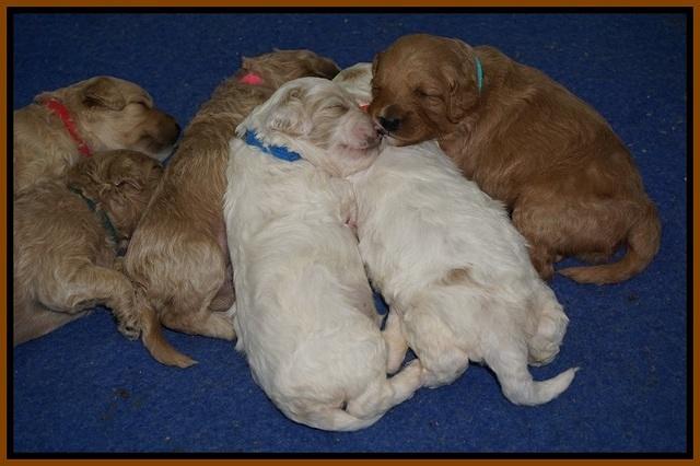 Gem Pitch pups 2 wks old 231