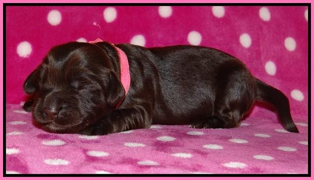 Bess Bronson pups 1 wk old 11