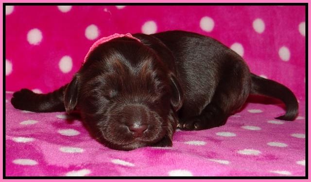 Bess Bronson pups 1 wk old 21