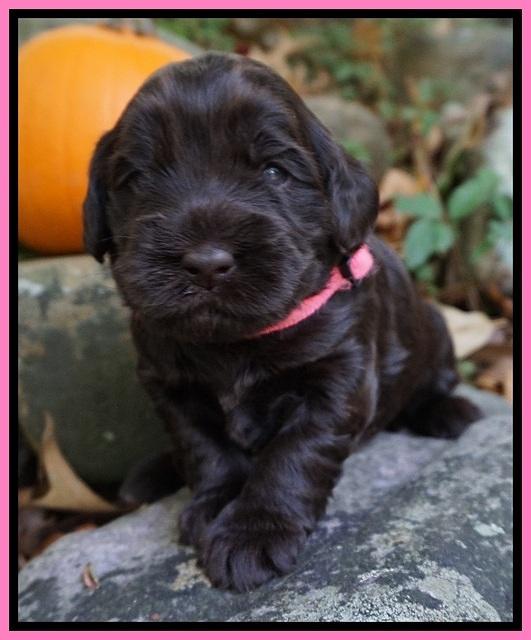 Bess Bronson pups 3 wks old 31