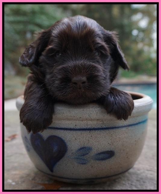 Bess Bronson pups 4 wks old 11