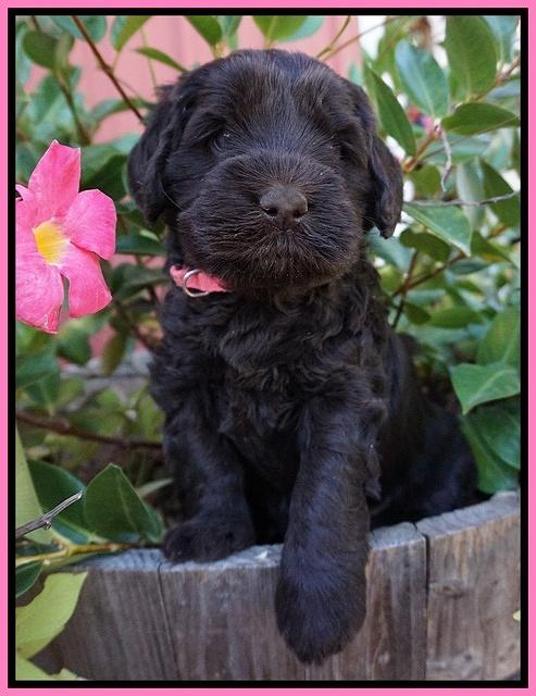 Bess Bronson pups 5 wks old 11