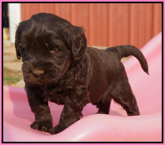 Bess Bronson pups 5 wks old 31