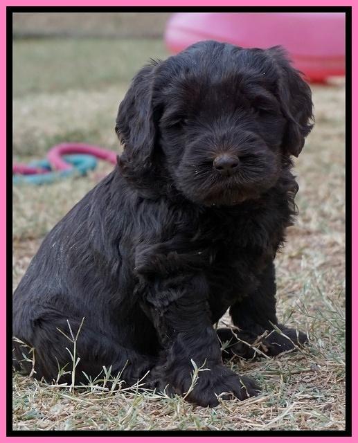 Bess Bronson pups 6 wks old 11