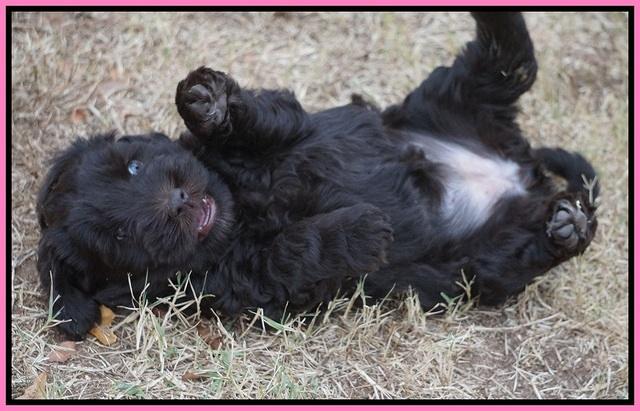 Bess Bronson pups 7 wks old 21