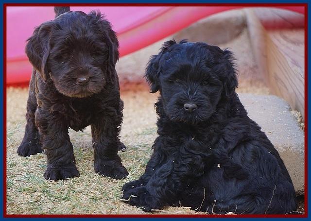 Bess Bronson pups 7 wks old 41
