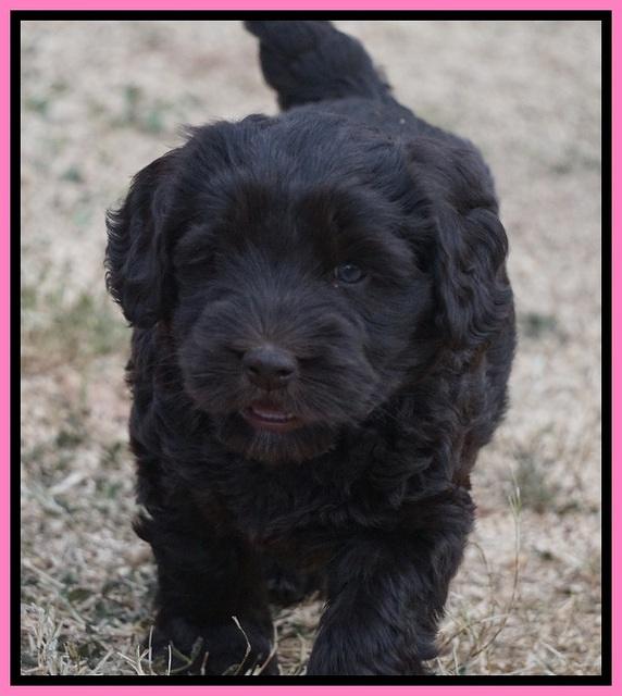 Bess Bronson pups 7 wks old 51