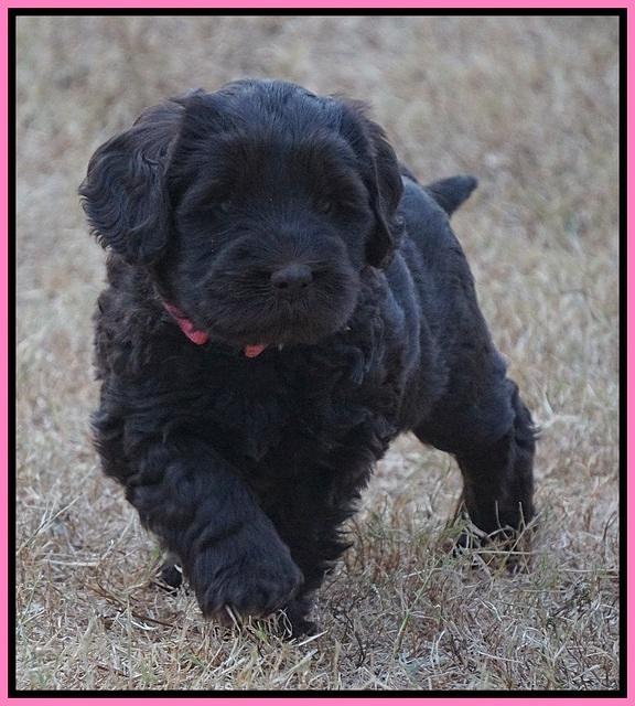 Bess Bronson pups 7 wks old 61