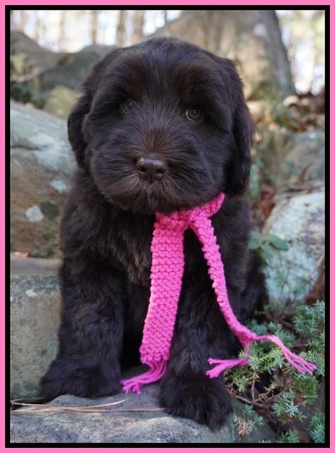 Bess Bronson pups 8 wks old  2 262