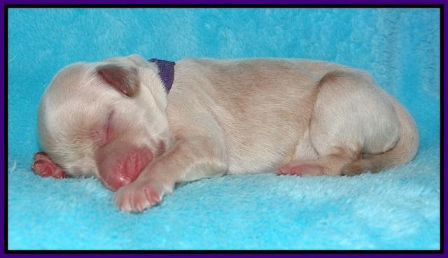 Bess Bronson newborn 81
