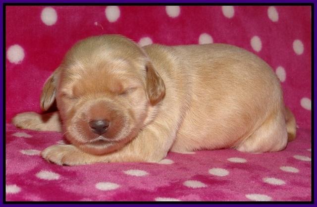 Bess Bronson pups 1 wk old 41