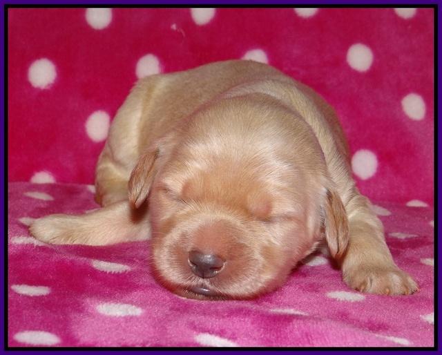 Bess Bronson pups 1 wk old 51
