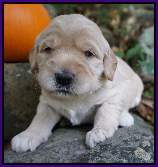 Bess Bronson pups 3 wks old 61