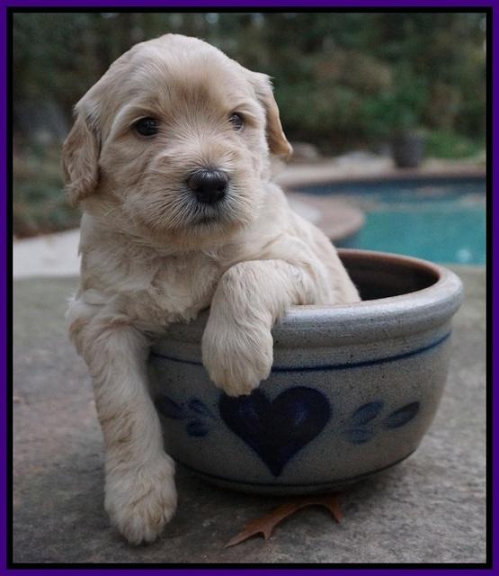 Bess Bronson pups 4 wks old 51