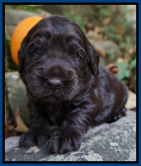 Bess Bronson pups 3 wks old 111