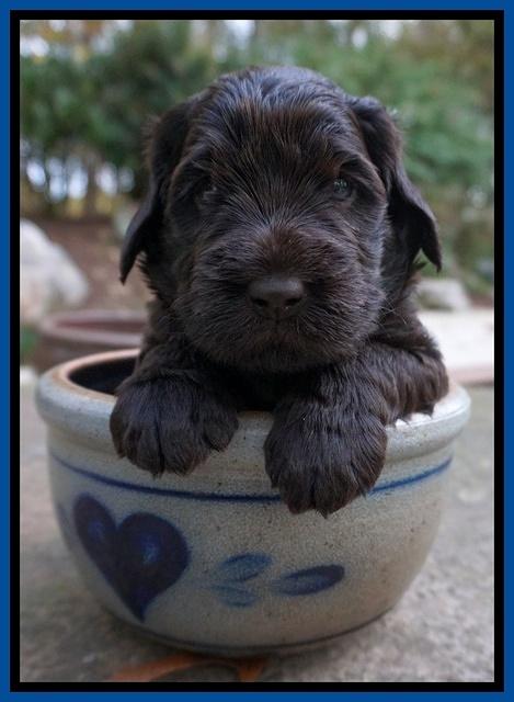 Bess Bronson pups 4 wks old 91