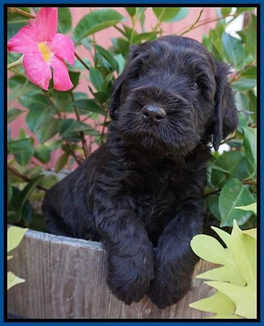 Bess Bronson pups 5 wks old 71