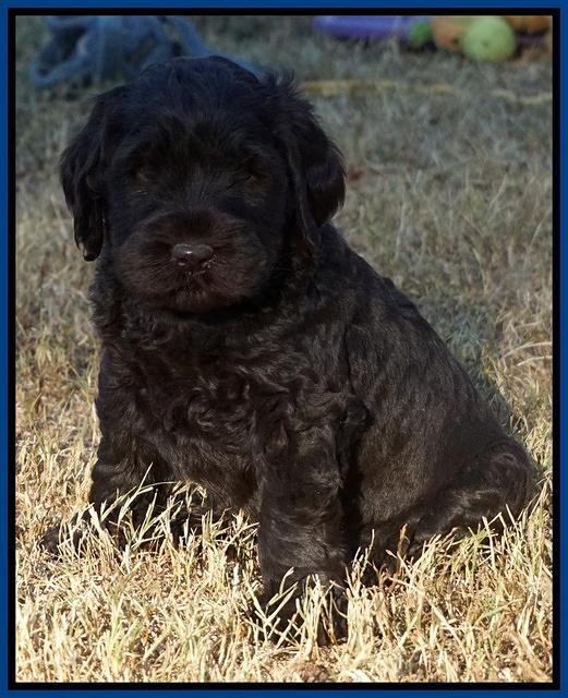 Bess Bronson pups 6 wks old 111