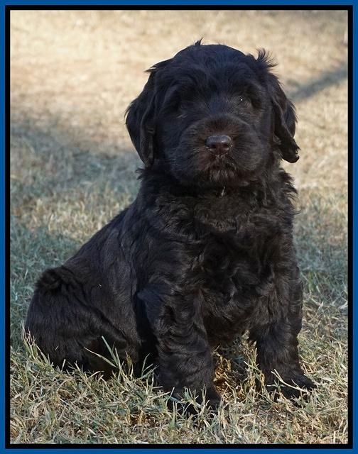 Bess Bronson pups 6 wks old 121