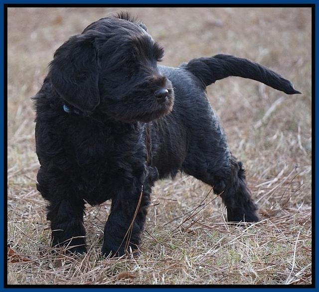 Bess Bronson pups 7 wks old 131