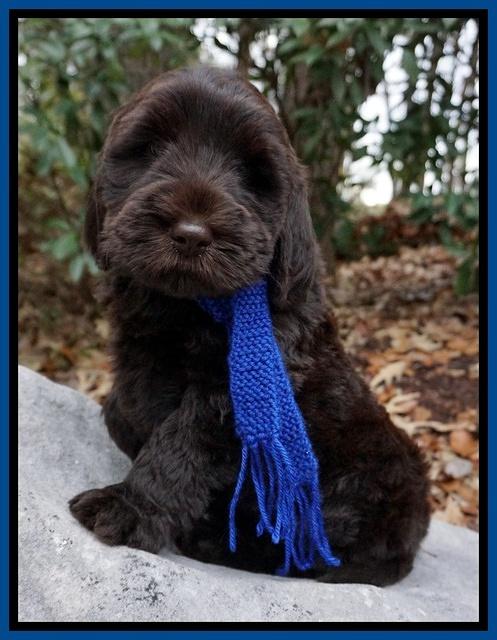 Bess Bronson pups 8 wks old 61